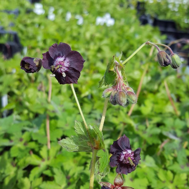 Geranium phaeum 'Angelina'. <br/>Blgekronet storkenb