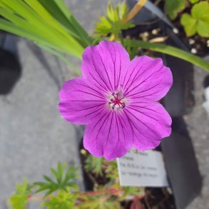 Geranium 'Tiny Monster'. <br/>Storken�b
