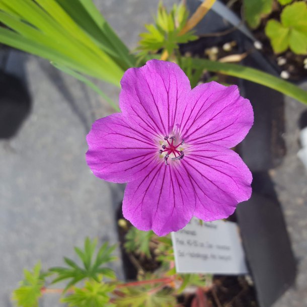 Geranium 'Tiny Monster'. <br/>Storken�b