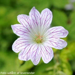 Geranium versicolor. <br/>Storken�b