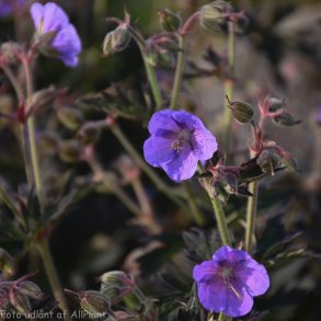 Geranium pratense 'Boom Chocolatta'. <br/>Storkenb