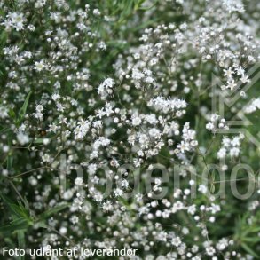 Gypsophila paniculata. <br/>Brudesl�r