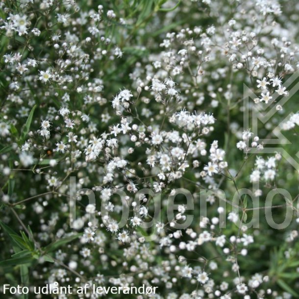 Gypsophila paniculata. <br/>Brudesl�r