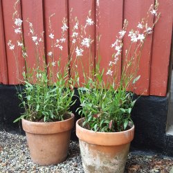 Oenothera lindheimerei 'Whirling Butterflies'. <br/>Pragtk�rte
