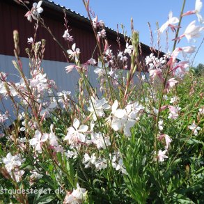 Oenothera lindheimerei 'Whirling Butterflies'. <br/>Pragtk�rte