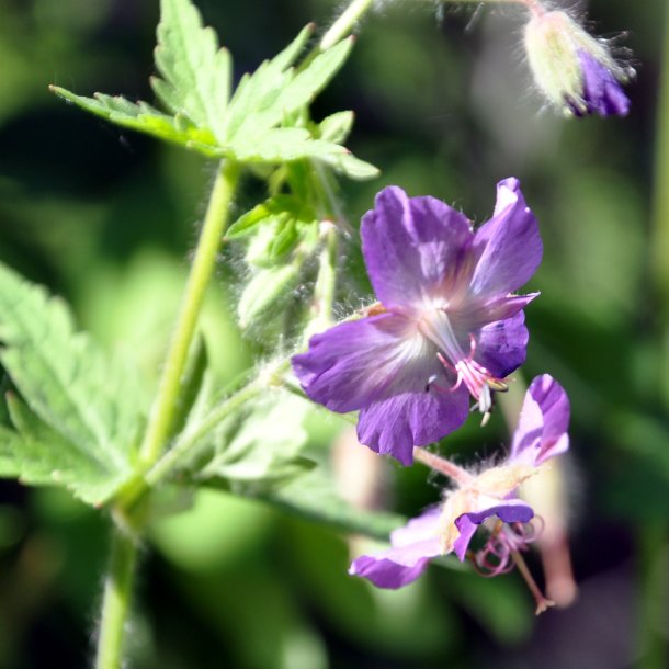 Geranium phaeum 'Alec's Pink'. <br/>Storken�b