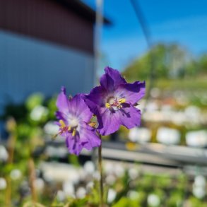 Geranium phaeum 'Alec's Pink'. <br/>Storken�b