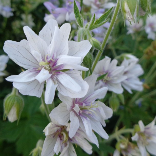 Geranium pratense 'Algera Double'. <br/>Engstorken�b