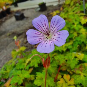 Geranium wallichianum ALL SUMMER JOY 'Bocoalsbl'. <br/>Storkenb