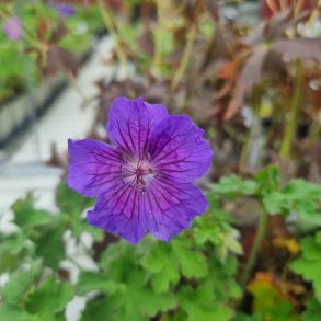 Geranium magnificum 'Anemoniflorum'. <br/>Storken�b