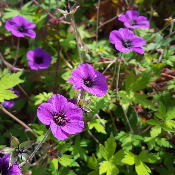 Geranium 'Ann Folkard'. <br/>Storkenb