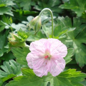 Geranium sanguineum 'Apfelblte'. <br/>Storkenb