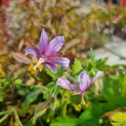 Geranium aristatum. <br/>Storkenb