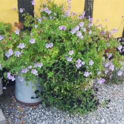 Geranium 'Azure Rush'. <br/>Storkenb