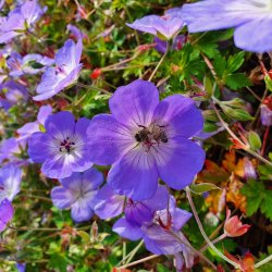 Geranium 'Azure Rush'. <br/>Storkenb