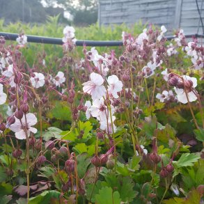 Geranium x cantabrigiense 'Biokovo'. <br/>Storkenb