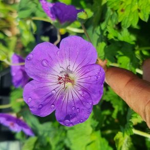 Geranium BLOOM ME AWAY 'Libluma'. <br/>Storkenb