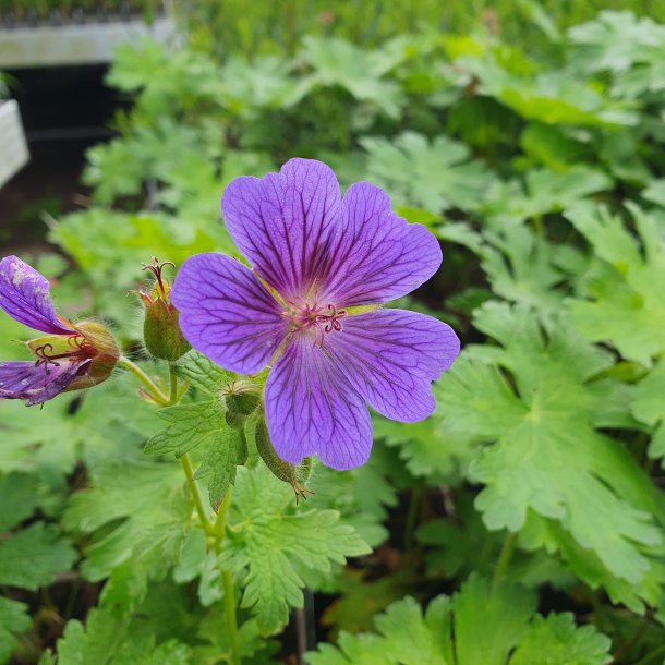 Geranium 'Blue Blood'. <br/>Storkenb