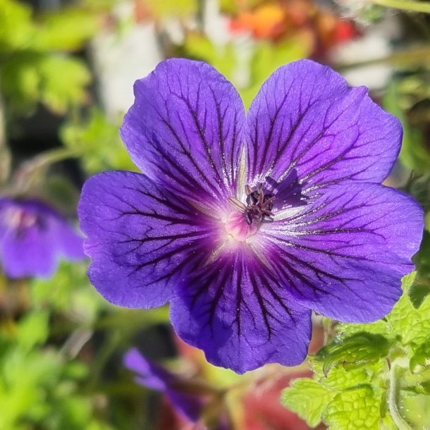 Geranium x magnificum 'Blue Blood'. <br/>Storkenb
