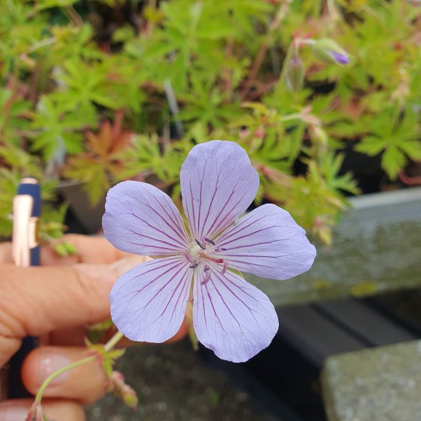 Geranium 'Blue Cloud'. <br/>Storkenb