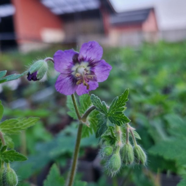 Geranium phaeum 'Blue Shadow'. <br/>Blgekronet storkenb