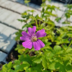 Geranium gracile 'Blush'. <br/>Storkenb