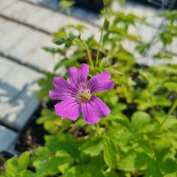 Geranium gracile 'Blush'. <br/>Storkenb