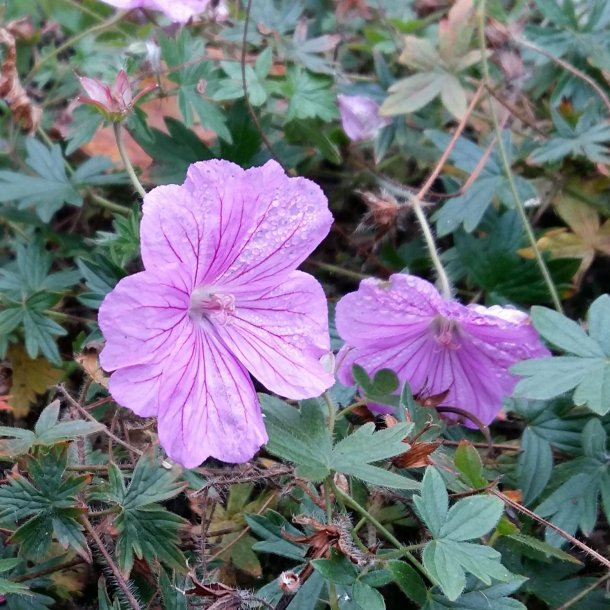 Geranium 'Blushing Turtle'. <br/>Storkenb