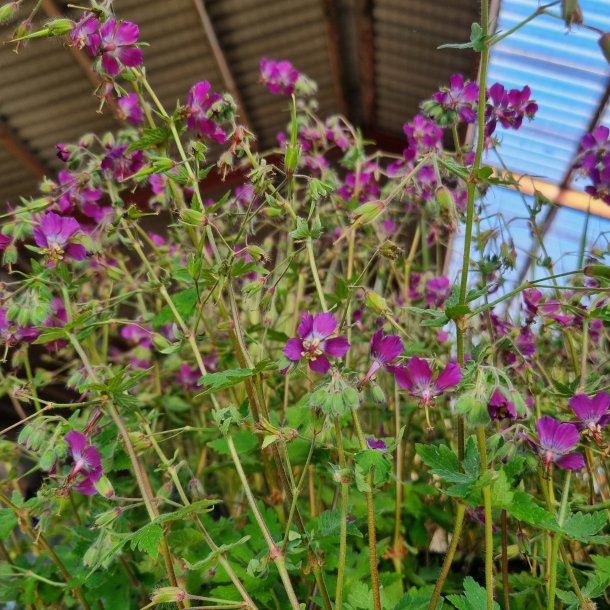 Geranium x monacense 'Breckland Fever'. <br/>Storken�b
