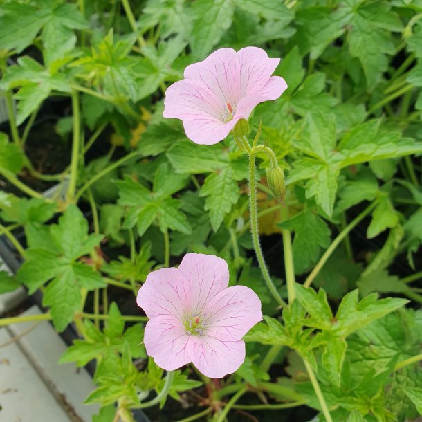 Geranium x oxonianum 'Bregover Pearl'. <br/>Storkenb