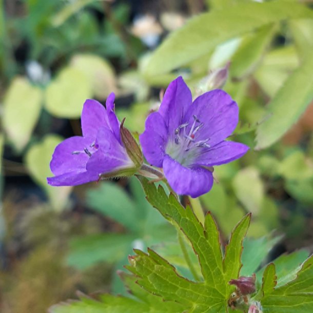 Geranium sylvaticum 'Bridget Lion'. <br/>Storken�b