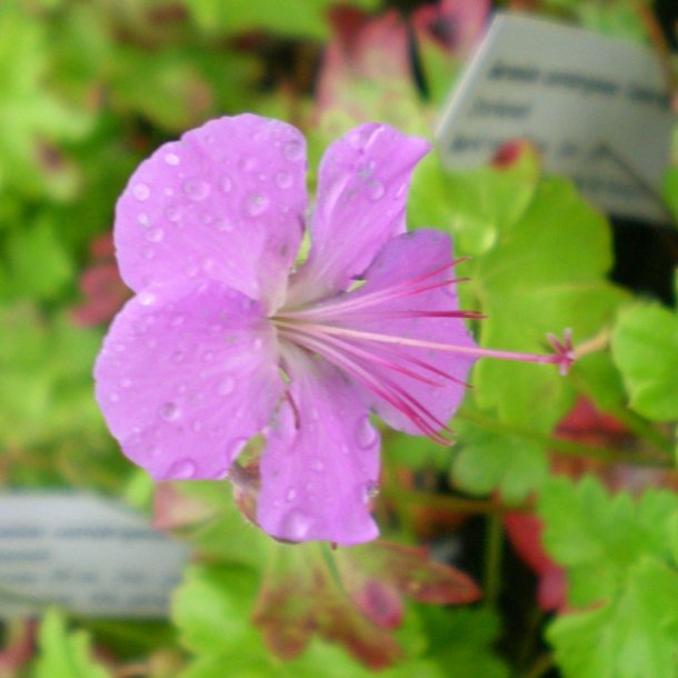 Geranium cantabrigiense 'Cambridge'. <br/>Storkenb