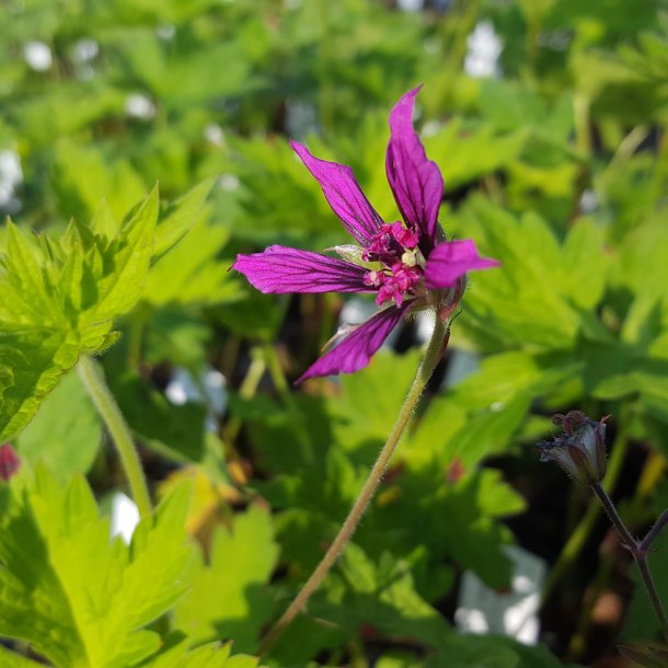 Geranium psilostemon 'Catherine Deneuve'. <br/>Storken�b