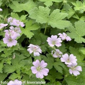 Geranium 'Chantilly'. <br/>Storken�b