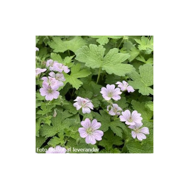 Geranium 'Chantilly'. <br/>Storken�b