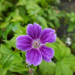 Geranium nodosum 'Clos de Coudray'. <br/>Storkenb