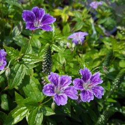 Geranium nodosum 'Clos de Coudray'. <br/>Storkenb