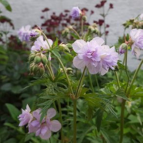 Geranium pratense 'Cloud Nine'. <br/>Engstorken�b.