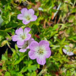 Geranium shikokianum 'Confetti'. <br/>Storken�b