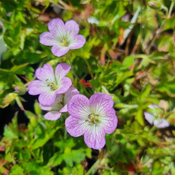 Geranium shikokianum 'Confetti'. <br/>Storken�b