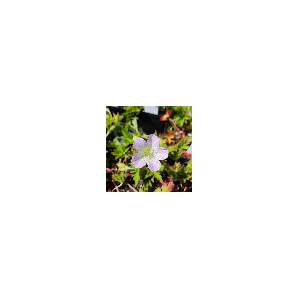 Geranium shikokianum 'Confetti'. <br/>Storken�b