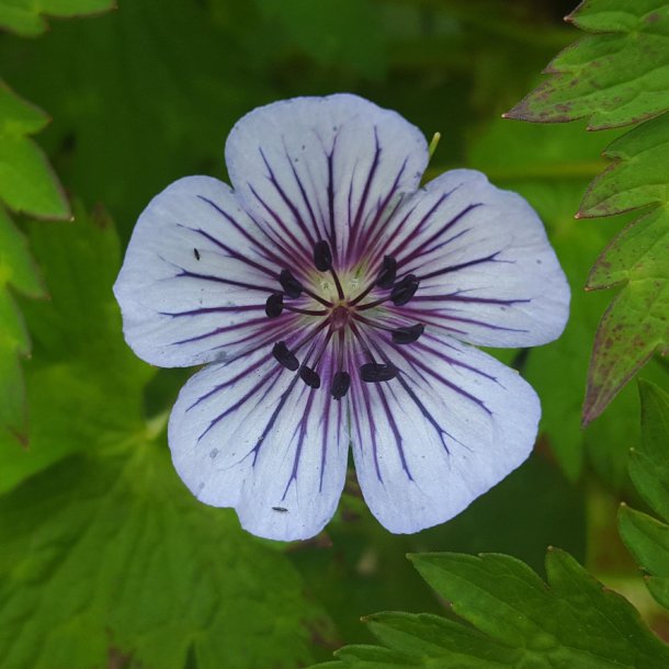 Geranium wallichianum 'Crystal Lake'. <br/>Storkenb. 2 l potte