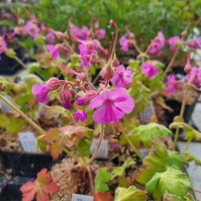 Geranium macrorrhizum 'Czakor'. <br/>Storrodet storkenb