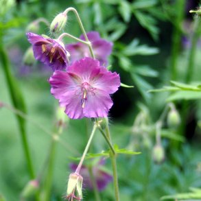Geranium phaeum 'David Martin'. <br/>B�lgekronet storken�b