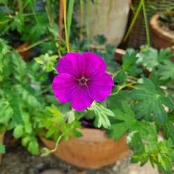 Geranium 'Deep Purple'. <br/>Storken�b