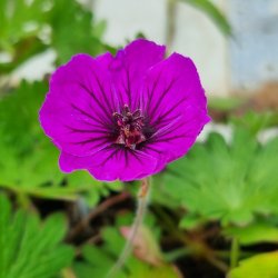 Geranium 'Deep Purple'. <br/>Storken�b