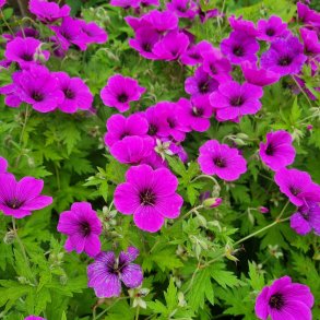 Geranium DRAGON HEART 'Bremdra'. <br/>Storken�b