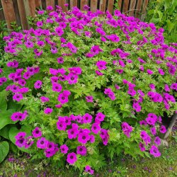 Geranium DRAGON HEART 'Bremdra'. <br/>Storken�b