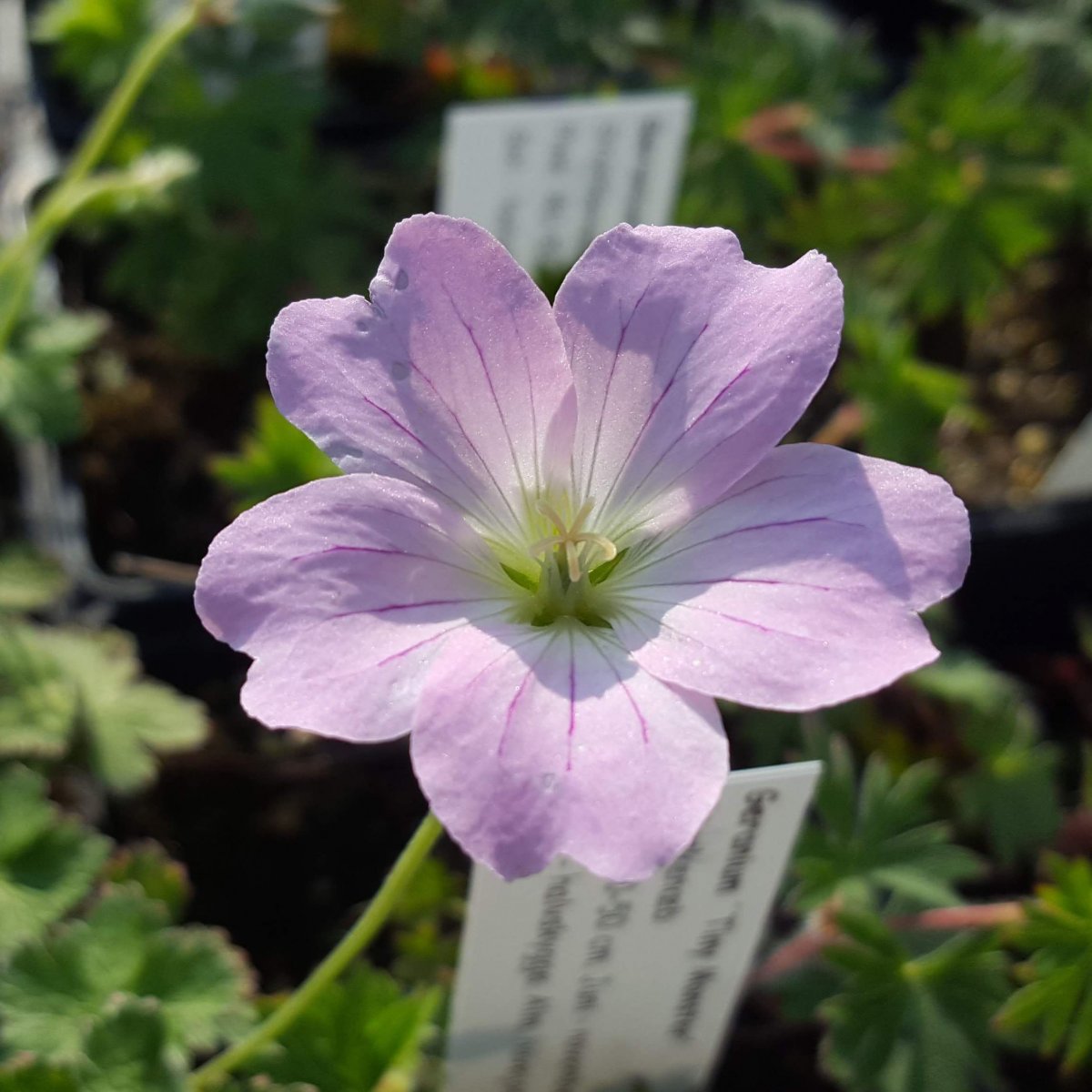 Geranium DREAMLAND 'Bremdream'. Storkenæb - Stauder - G - Staudestedet