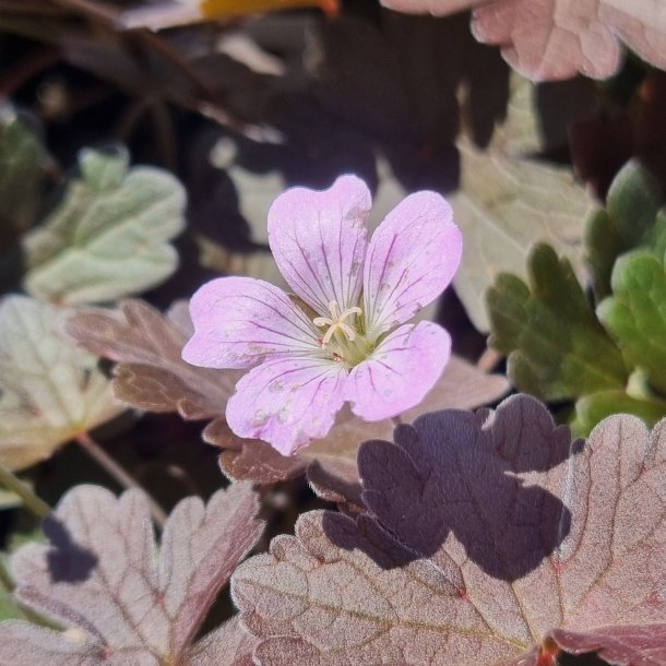 Geranium 'Dusky Rose'. <br/>Storken�b